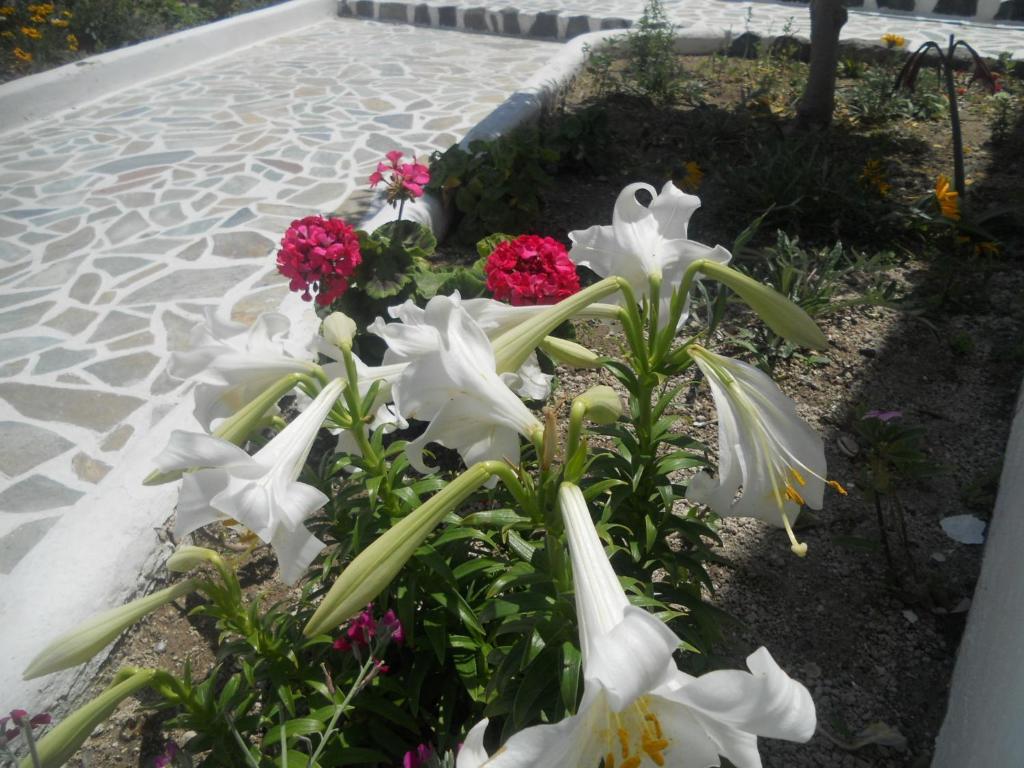 Villa Ostria Kamari  Exterior photo
